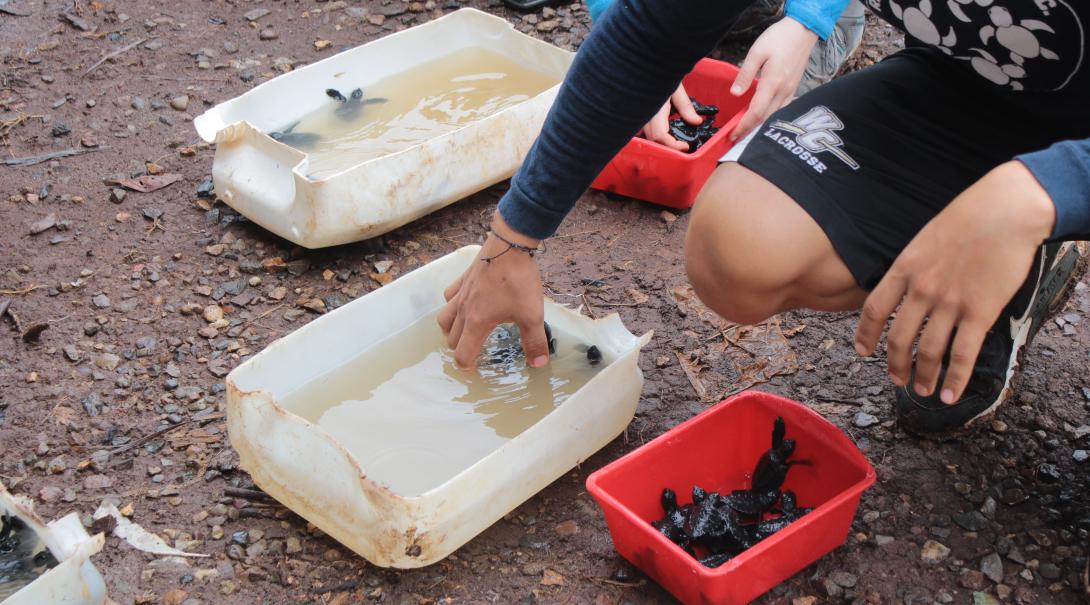 Search for and move turtle nests to a protected area